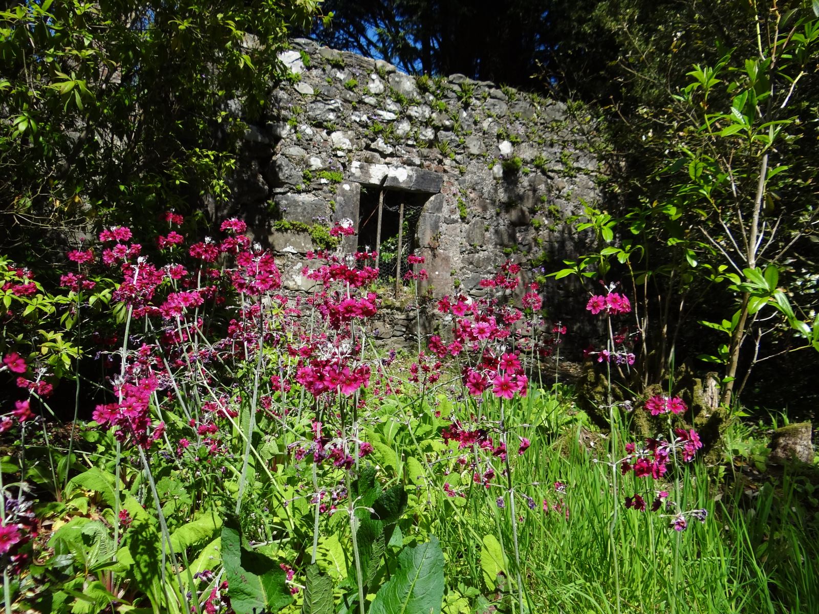 Jay Jerry Follow Castle Kennedy Gardens